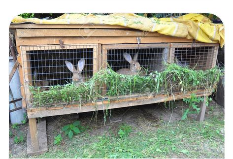 Farm Baby Nursery, Rabbit Waterer, Raising Meat Rabbits, Rabbit Cages Outdoor, Rabbit Farming, Diy Rabbit Hutch, Rabbit Pen, Stingless Bees, Rabbit Enclosure