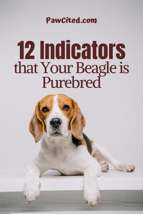 As a beagle owner, you might be curious if it's purebred or not. There are 8 physical characteristics and 4 behavioral indicators of a purebred beagle. Find out here. #purebredbeagle #purebreed #beagle #dogbreed #doglover #dog101 Funny Beagle Pictures, Catahoula Leopard Dog Facts, Dog Shedding Remedies, Beagle Dog Facts, Types Of Beagles, Dog Facts Interesting, Beagle Colors, Beagle Pictures, Beagle Facts