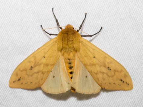 Isabella Tiger Moth or Banded Woolybear Pyrrharctia isabella (J.E. Smith, 1797) | Butterflies and Moths of North America Fluffy Moths, Isabella Tiger Moth Tattoo, Giant Leopard Moth Tattoo, Tiger Moth Caterpillar, Ruby Tiger Moth, Isabella Tiger Moth, Leopard Moth, Moth Drawing, Large Moth