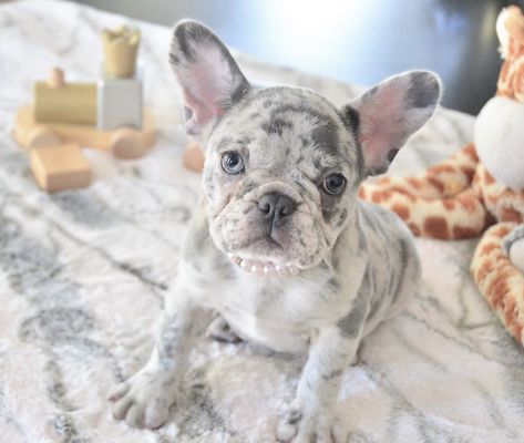 Blue Merle Female French Bulldog puppy for sale French Bulldog Blue Merle, Merle French Bulldog Puppy, Blue Merle French Bulldog, Merle Frenchie, Female French Bulldog, French Bulldog Full Grown, Blue French Bulldog Puppies, Grey French Bulldog, Merle French Bulldog