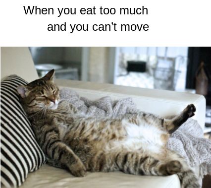 When you eat toooooo much Eating Too Much, Ate Too Much, Life Is Tough, Cat Quotes, Funny Animal Memes, Sit Back, Funny Animal, Animal Memes, Get In Shape