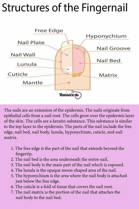 Nail Tech Study Notes, Cosmetology School Activities, Nails Theory, Cosmetology State Board, The Integumentary System, Nail Structure, Nail Anatomy, Beauty School Cosmetology, Nail Theory