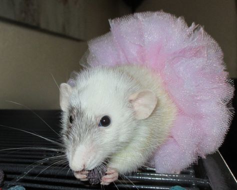 Small Animal TUTU by PIPandCAT on Etsy, $4.00 Rat Profile Picture, Rat Princess, River Rat, Cute Rats, Mouse Rat, Pet Rats, Fluffy Animals, Cute Wild Animals, Cutest Thing Ever