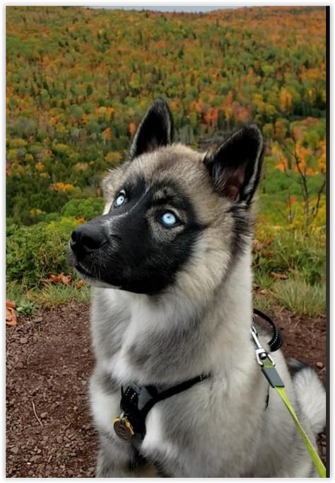 Agouti Siberian Husky Canine Odyssey Morphs, Serbian Husky, Canine Odyssey, Agouti Siberian Husky, Siberian Husky Blue Eyes, Agouti Husky, Husky Eyes, Dogs Eyes, Husky Colors