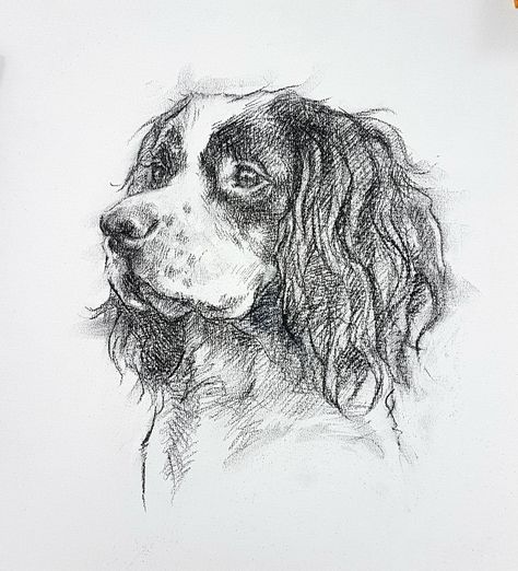 Dogs Sketch, Spaniel Drawing, Charcoal Animals, Cocker Spaniel Drawing, Spaniel Drawing Simple, Dog Sketches, Springer Spaniel Drawing, Spaniel Line Drawing, Realistic Dog Sketch