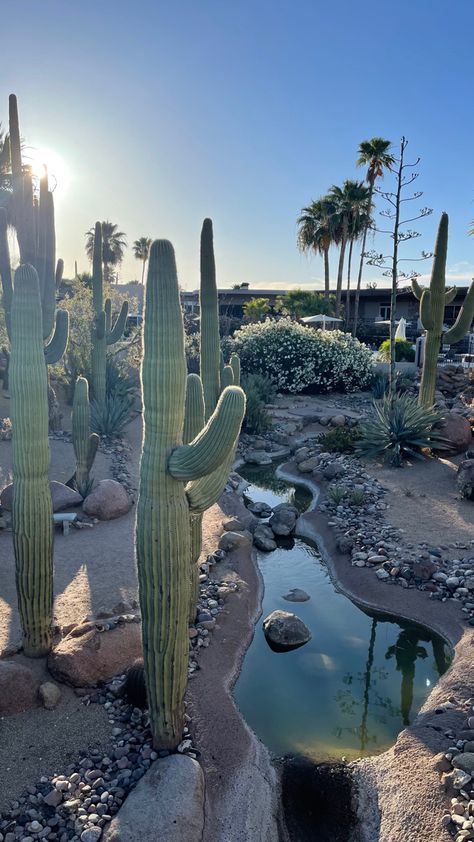 Civana Wellness Resort Desert Landscape with Cactus Arizona Travel Winter, Summer Aesthetic Arizona, Arizona Nature Aesthetic, Arizona Wellness Retreat, Arizona Spa, Arizona Winter, Civana Wellness Resort, Arizona Resorts, Spa Trip