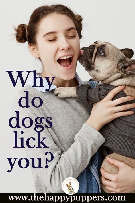 Have you ever wondered, why do dogs lick you? If you are looking for an answer to this question, you are at the right place. It has been commonly observed that most dogs like licking people. 
Click on the link to access the complete blog post...#thehappypuppers #dogcare #dogcaretips #puppycare #pupcare #pup #petcare #dogs #dogtraining
#doghealth #dognutrition #dogdisease #dogtreatments #homeremedies Why Do Dogs Lick, Grooming Hacks, Dog Psychology, Puppy School, Paw Cleaner, Dog School, Food Dog, Best Bond, Dog Nutrition