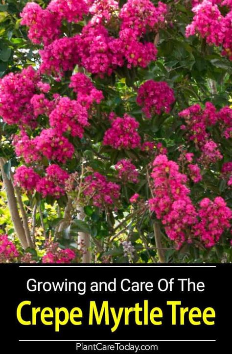 Crepe Myrtle Trees - Caring and growing tips. We share tips on varieties, propagation, and step-by-step pruning. [LEARN MORE] Crepe Myrtle Landscaping, Crepe Myrtle Trees, Myrtle Tree, Crepe Myrtle, Hydrangea Care, Easy Landscaping, Crape Myrtle, Garden Shrubs, Growing Tips