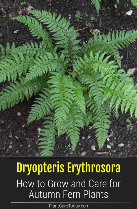 Dryopteris Erythrosora (Autumn Fern Plant) semi-evergreen fern, graceful arching fronds, non-flowering ornamental, low-maintenance. [DETAILS] Autumn Fern Care, Autumn Fern Landscaping, Planting Ferns In Ground, Dryopteris Erythrosora, Fern Care, Evergreen Ferns, Ferns Care, Autumn Fern, Wood Fern