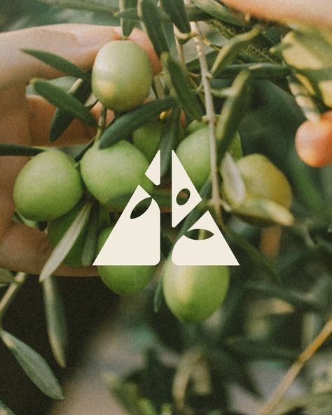 logo design, logo design inspiration, olive tree, olive, pruning, graphic designer, brand designer Olive Oil Logo Design, Plant Branding Design, Oil Brand Logo, Olive Branding, Tree Logo Design Inspiration, Plant Shop Logo, Tree Logo Ideas, Olive Tree Logo, Olive Branch Logo