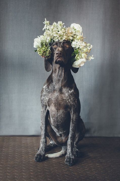 Dogs in flower crowns - pets in weddings ⎟I Heart Weddings and Flower Talk ⎟ see more on: http://burnettsboards.com/2015/10/dogs-flower-crowns/ It's Wednesday, Wedding Pets, Dog Flower, Dog Wedding, Dog Photography, Flowers Wedding, Floral Crown, Beautiful Dogs, Dog Life