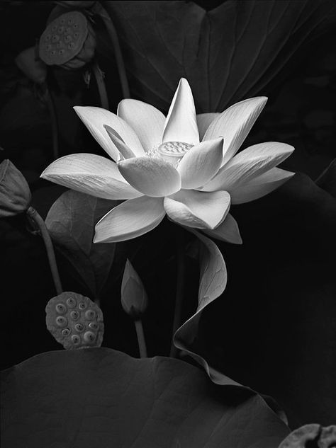 Trendy Plants, Black And White Leaves, Lily Lotus, One Flower, Longwood Gardens, Black And White Flowers, Trendy Flowers, Plant Drawing, White Leaf