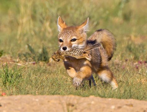 Swift Fox, Home Decorating Ideas, Domestic Cat, Wild Animals, Home Decorating, Wildlife Photography, Cats Of Instagram, North America, Cool Photos