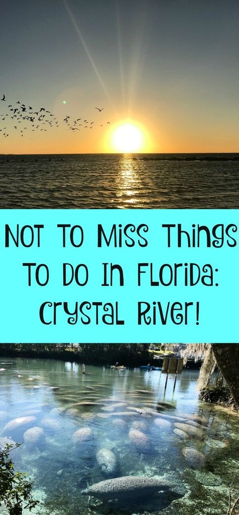 There is more to Florida than Disney and beaches! Learn about one of my favourite Not to Miss Things to Do in Florida: Crystal River! Things To Do In Florida, Florida Vacation Spots, Crystal River Florida, Destin Florida Vacation, Florida Travel Guide, Florida Camping, Florida Restaurants, Travel Girl, Crystal River