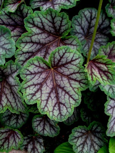 Heuchera "Green Spice" | Scott | Flickr