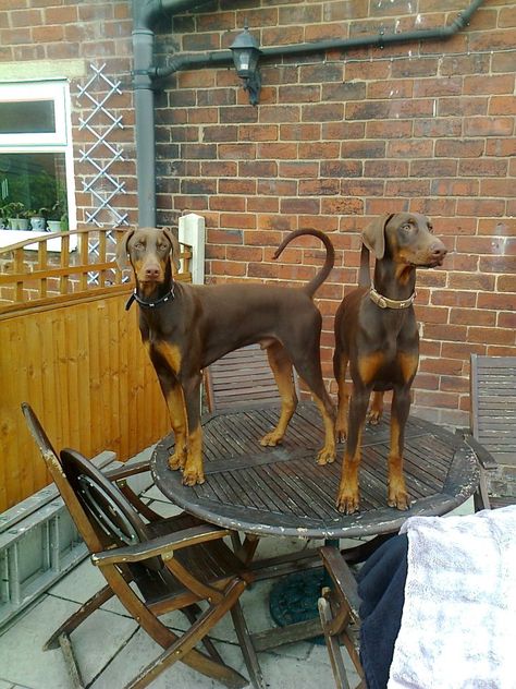 Natural ears and tail, beautiful "red" Dobermans --- this is the kind i want, no docked ears Doberman Pinscher Natural Ears And Tail, Red Doberman Pinscher Natural Ears, Doberman Uncut Ears, Doberman Without Cropped Ears, Doberman Natural Ears, Red Doberman, Doberman Pinscher Natural Ears, Black And Tan Terrier, Dog Trends