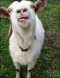 This goat who literally cannot believe that he is a goat and can wag his tongue like this and nobody can tell him to put it back in his mouth. | 23 Goats Who Cannot Believe They're Really Goats Silly Goat, Funny Goats, Goats Funny, A Goat, Baby Goats, Haiwan Peliharaan, Funny Animal Pictures, Miley Cyrus, Animal Gifs