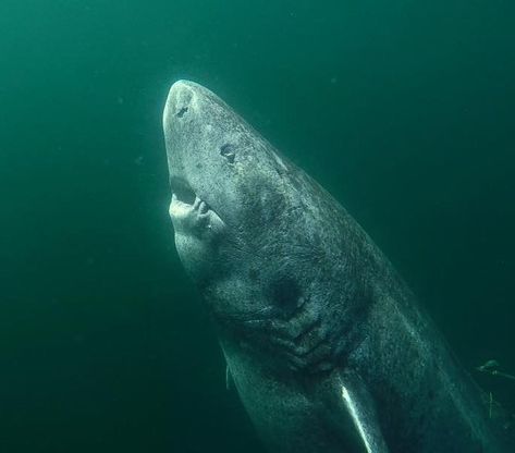 Ocean on Instagram: “This is a 392 year old Greenland Shark that was recently discovered in the Arctic Ocean. This guy was wandering the ocean back in 1627! -…” Greenland Shark, Shark Tattoos, Arctic Ocean, Cat Training, Ocean Creatures, Ocean Life, Sea Animals, This Guy, Motogp