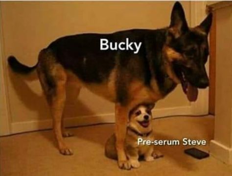 Angry Chihuahua, Steve Bucky, Bucky And Steve, Marvel Avengers Funny, Dc Memes, Avengers Memes, Marvel Jokes, Avengers Funny, Marvel Funny