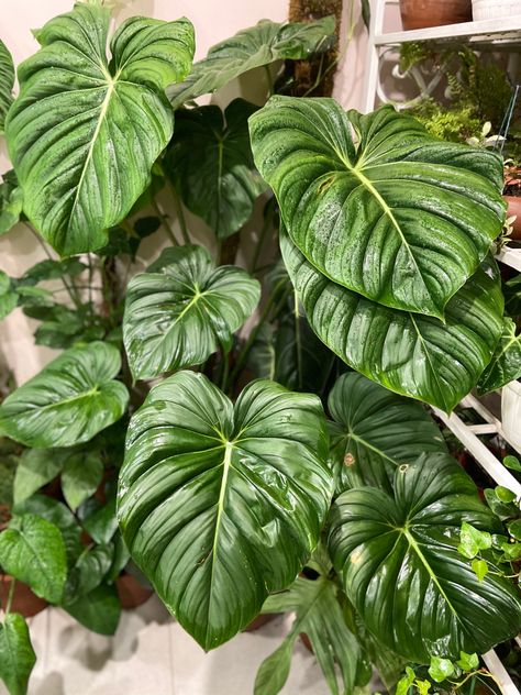 Philodendron Pastazanum, Philodendron Varieties, Philodendron Plant, Household Plants, Plant Decor Indoor, Unusual Flowers, Plant Identification, Plant Aesthetic, Room With Plants