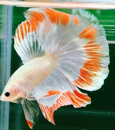 Pez Betta blanco naranja Ikan Air Tawar, Betta Fish Types, Betta Aquarium, Tropical Fish Aquarium, Tropical Freshwater Fish, Betta Fish Care, Pretty Fish, Betta Tank, Betta Fish Tank