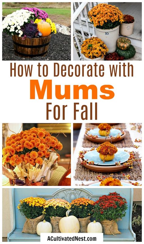 Decorating with Mums for Fall- There are so many fun ways to decorate for fall using mums. For some creative inspiration, check out these ideas for decorating with mums! | floral decoration, floral decor, easy ways to decorate your home for fall #fall #decor #autumn #flowers #mums #chrysanthemums #decorating #ACultivated Nest Fall Outdoor Decor Porch, Fall Yard Decor, Fall Front Porch Decor Ideas, Fall Floral Decor, Decorate For Fall, Fall Mums, Fall Containers, Outdoor Dinner Parties, Mums Flowers