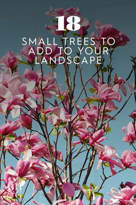 20 of Our Favorite Small Trees That Make a Big Impact Saucer Magnolia Tree Front Yards, Trees In Front Of Windows, Purple Magnolia Tree, Tulip Tree Landscapes, Magnolia Bush Shrubs, Magnolia Trees Landscaping, Magnolia Tree Landscaping Ideas, Little Gem Magnolia Tree Landscaping, Magnolia Tree Front Yard