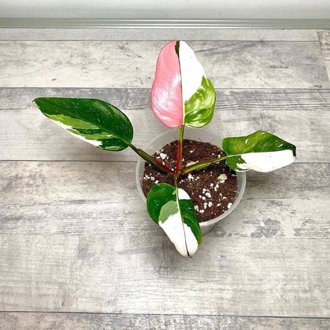 Funky Plants, Princess Plant, Trade Offer, Philodendron White Princess, Pink Plants, Plant Wishlist, Pink Plant, White Princess, Little Garden