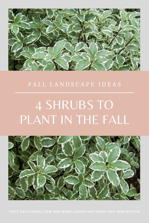 Fall Landscaping Front Yard Texas, Front Yard Flowerbed Ideas, Fall Front Landscaping Ideas, Plants For All Seasons, Fall Landscape Front Yard Garden Ideas, Plants For Fall Garden, Front Of House Fall Landscape Ideas, Fall Front Flower Bed Ideas, Front Yard Landscaping Shrubs