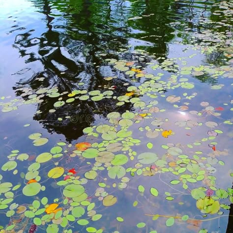 Water Reflection Painting, Palate Knife Painting, Florida Forest, Pond Table, Water Reflection Photography, Art Nouveau Bathroom, Reflections Painting, Home Pond, Pond Drawing