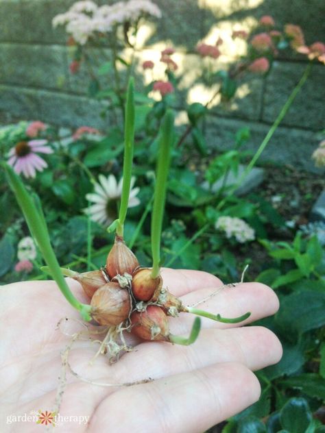 How to Grow Egyptian Walking Onions—The Weirdest Onion Around Egyptian Walking Onions, Walking Onions, Garden Therapy, Easy Plants To Grow, Perennial Vegetables, Perennial Herbs, Food Forest, Garden Yard Ideas, Easy Plants