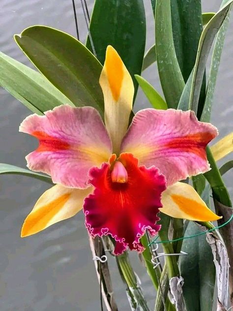 Orchid Photo, Cattleya Orchid, Exotic Orchids, Leafy Plants, Flowers Photography Wallpaper, Nothing But Flowers, Flower Landscape, Watercolor Flower Art, Unusual Flowers