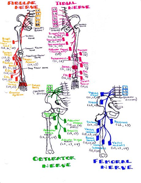 Anatomy Medical Notes, Med School Study, Nerve Anatomy, Physical Therapy School, Physical Therapy Student, Anatomy Medical, Medical Notes, Physical Therapy Assistant, Medicine Notes