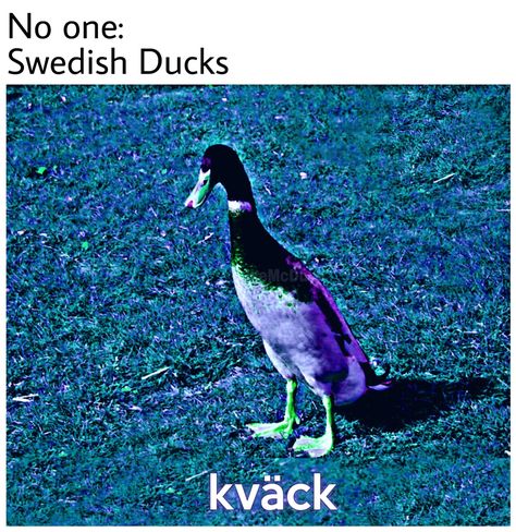 Minecraft Meme, Quality Memes, A Duck, Pewdiepie, Oui Oui, Really Funny Memes, Funny Me, Animal Memes, Images Gif