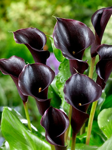 DutchGrown takes great pride in presenting this Calla Lily variety "Captain Beretta" in the USA for the very first time!   Calla Lily Captain Beretta is a floral masterpiece that nearly achieves the perfect black hue. It infuses an exotic and tropical ambiance into any entryway, porch, or patio, elevating your outdoor space to new heights of elegance. This variety is not only visually captivating but also remarkably easy to cultivate. Its blooms, in addition to gracing your garden, serve as impressive cut flowers that add a touch of sophistication to your floral arrangements.   The Calla Lily Captain Beretta was introduced by Kapiteyn, a Dutch bulb breeder, in 2021. It is a hybrid of the Zantedeschia rehmannii and Zantedeschia elliottiana species.    Learn how to grow Calla Lilies  (https: Alchemy Ingredients, Heirloom Gardening, Calla Lily Bulbs, Black Calla Lily, Black Plants, Entryway Porch, Black Page, Goth Garden, Calla Lily Flowers