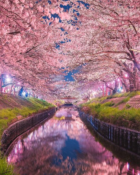 🌏 Awesome Photo Trip® 🌎 on Instagram: “===================================== 🌍  Chiba, Japan ===================================== P H O T O  B Y  @taihei_tsukada…” Chiba Japan, Romantic Weekend, Chiba, Beautiful Photos Of Nature, Safe Travel, Beautiful Tree, Travel Insurance, Cherry Blossoms, Nature Photos