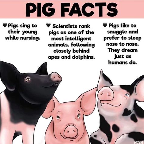 Pig Facts, Reasons To Go Vegan, Classroom Pets, Pig Showing, Raising Farm Animals, Pig Decor, Pet Pigs, Vegan Animals, Animal Facts