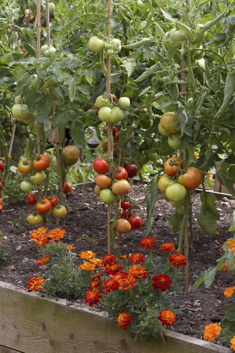 When to plant tomatoes: including tips on how and where to plant them | Real Homes When To Plant Tomatoes, Spare Room Ideas, Tomato Stakes, Plant Tomatoes, Types Of Tomatoes, When To Plant, Beefsteak Tomato, Tomato Plant, Home Gyms