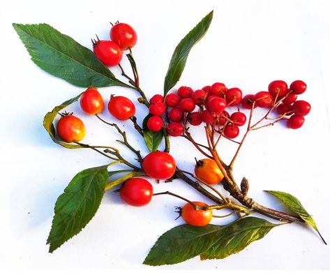 From the collection of winer berries for prints. Korok Cosplay, Winter Reference, Botanical Photos, Christmas Botanicals, Botanical Images, Winter Berry, Christmas Berries, Winter Berries, Winter Fruit