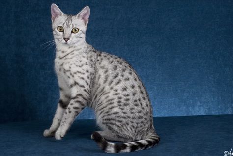 Egyptian Mau  naturally spotted, from the Egyptian times, very fast, great family pets and they chortle. I want one :) White Bengal Cat, Snow Bengal, Bengal Cat Kitten, Asian Leopard Cat, Domestic Cat Breeds, Egyptian Mau, Spotted Cat, Bengal Kitten, Rare Cats