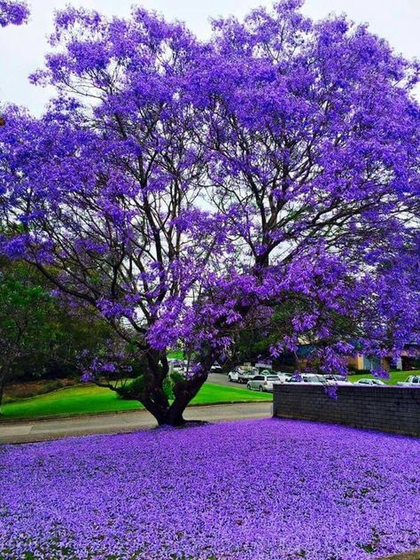 Purple Flowers Lovers 💜 | 💜 | Facebook Colourful Trees, Purple Flowering Tree, Pretty Flowers Pictures, Purple Flowers Garden, Jacaranda Tree, Front Garden Landscape, Pretty Trees, Purple Trees, Beautiful Trees