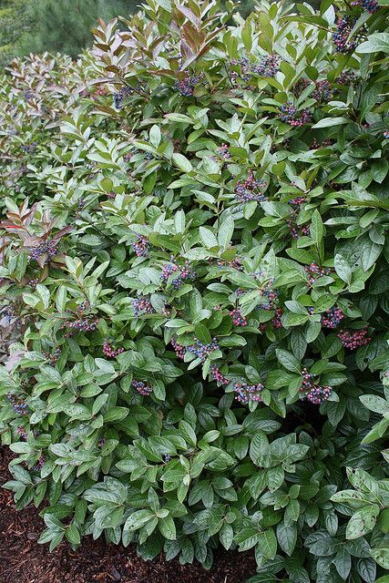 Possumhaw (Viburnum nudum) Viburnum Nudum, Garden Plot, Habitat Garden, Mid Century Ranch, Country Lane, Native Plant Gardening, Garden Plots, Copper Kettle, Patio Landscaping