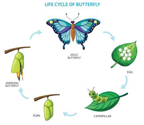 Life cycle of a honeybee 302330 Vector Art at Vecteezy Tree Saw, Wedding People, Heart Tree, Bagan, Cityscape Photos, Logo Banners, Nature Backgrounds, Life Cycle, Heart With Arrow