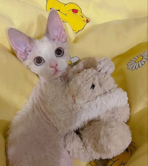 Cornish Rex Cats, Cornish Rex Kitten, Devon Rex Cats, Cornish Rex, Rex Cat, Devon Rex, Hairless Cat, Cat Boarding, Cat Aesthetic