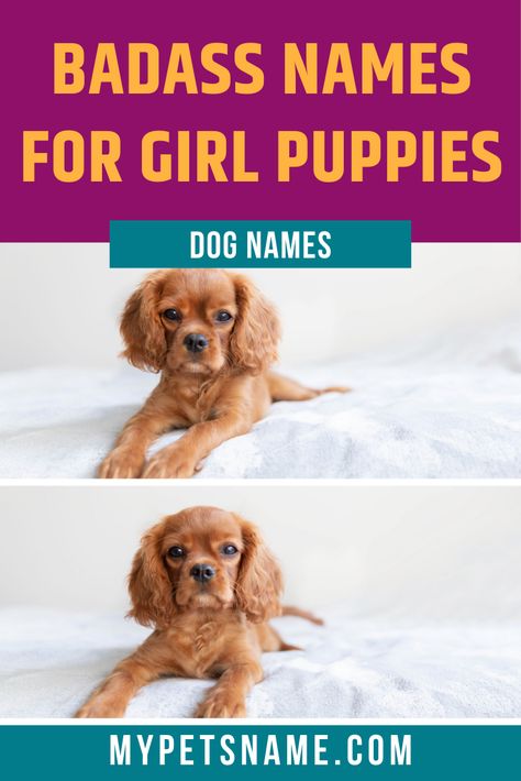 Originally the name for a female fox, the name ‘Vixen’ has come to mean a spirited woman, therefore it would be a perfect choice for a badass dog. Check out our list of girl badass dog names for more ideas. Female Dog Names Unique List, Female Puppy Names Unique, Female Dog Names With Meaning, Female Dog Names List, Original Dog Names, Girl Puppy Names Unique, Female Dog Names Unique, Cool Female Dog Names, Female Pet Names