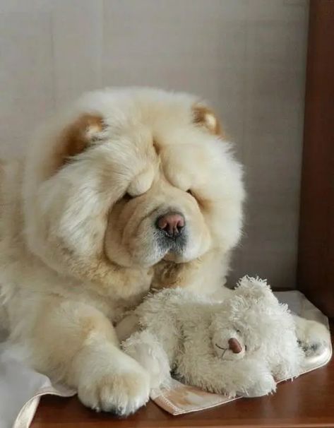 14 Reasons To Love Chow Chows | Page 2 of 4 | PetPress Perros Chow Chow, Chow Puppies, Chow Chow Puppy, Chow Chow Dogs, Puppy Chow, Fluffy Dogs, Cute Dogs And Puppies, Boutique Chic, Chow Chow