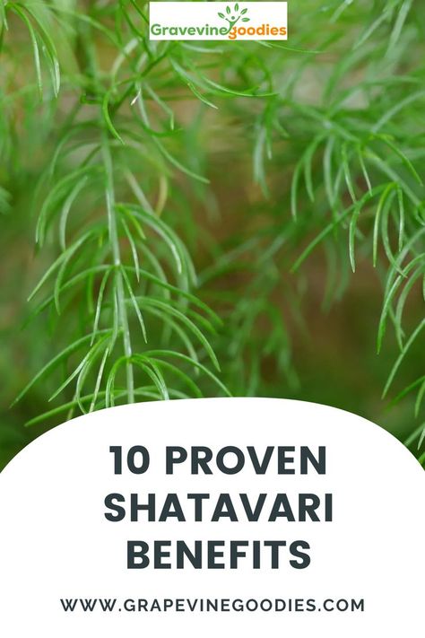 10 Proven Shatavari Benefits  - grapevinegoodies Shatavari Benefits, Adaptogenic Herbs, Herbal Healing, Ayurvedic Medicine, Reproductive Health, Improve Sleep, Hormone Balancing, Holistic Approach, Immune Boosting