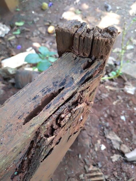 Photo about Rotten wood, due to weather and termites. Image of weather, wood, rotten - 216428448 Rotten Wood, Wood Photo, Wood Tools, Photo On Wood, Art Reference, Photo Image, Stock Photos, Wood, Photography