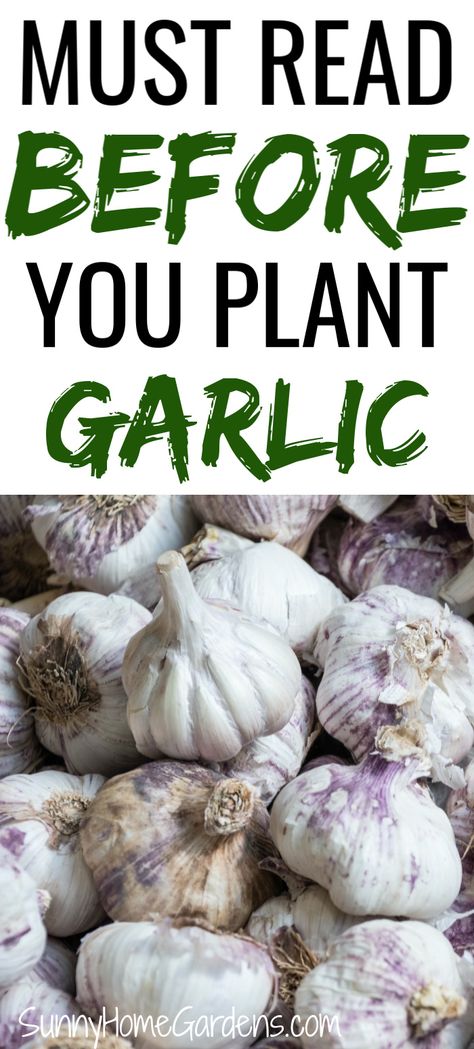 Planting Garlic Cloves, Garden Garlic, Harvest Garlic, Garlic Garden, Plant Garlic, Grow Garlic, Growing Vegetables In Pots, Planting Garlic, Growing Garlic