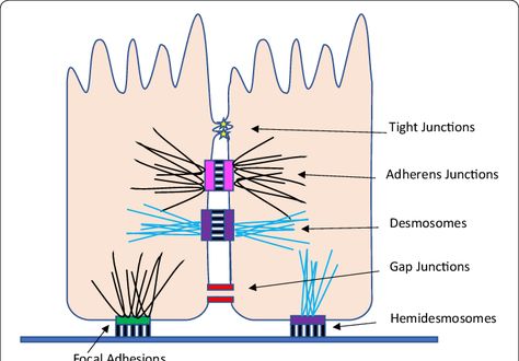 Cell adhesion molecules, Cell junctions types, definition & function Cell Junctions, Cell Junction, Gap Junction, Basement Membrane, Basal Cell, Cells And Tissues, Tissue Types, Digestive Juice, Cell Line